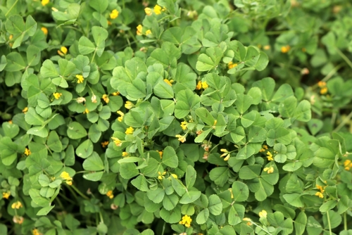 fenugreek bylina